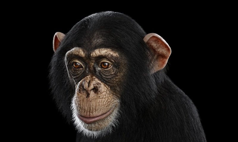 Обои фон, взгляд, черный фон, обезьяна, шимпанзе, chimpanzee, background, look, black background, monkey, chimpanzees разрешение 1920x1288 Загрузить