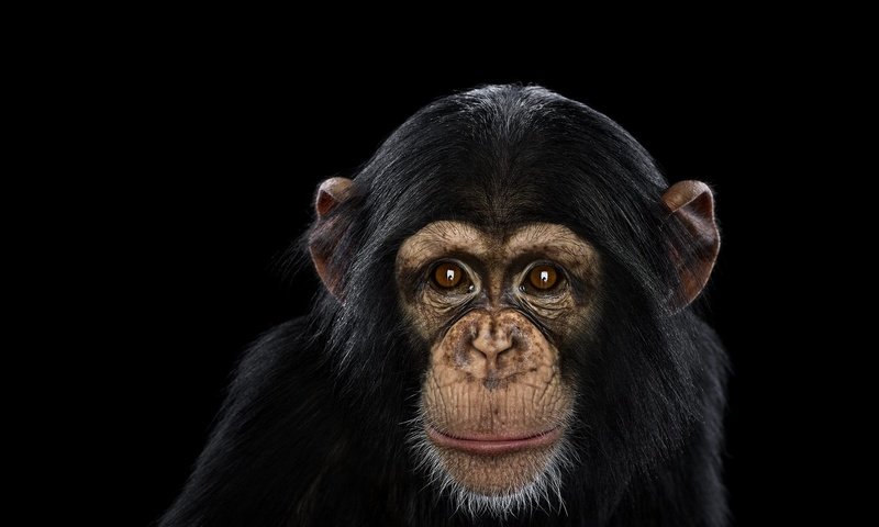 Обои фон, взгляд, обезьяна, шимпанзе, chimpanzee, background, look, monkey, chimpanzees разрешение 1920x1288 Загрузить