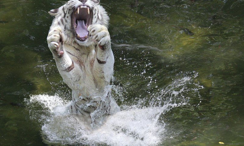 Обои вода, лапы, брызги, животное, пасть, белый тигр, water, paws, squirt, animal, mouth, white tiger разрешение 2048x1365 Загрузить