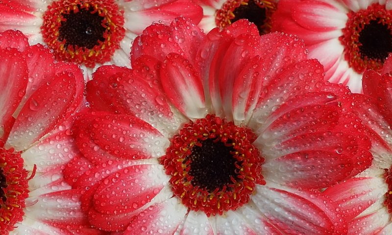 Обои вода, макро, капли, капельки, герберы, gerberas, water, macro, drops, droplets, gerbera разрешение 2048x1536 Загрузить