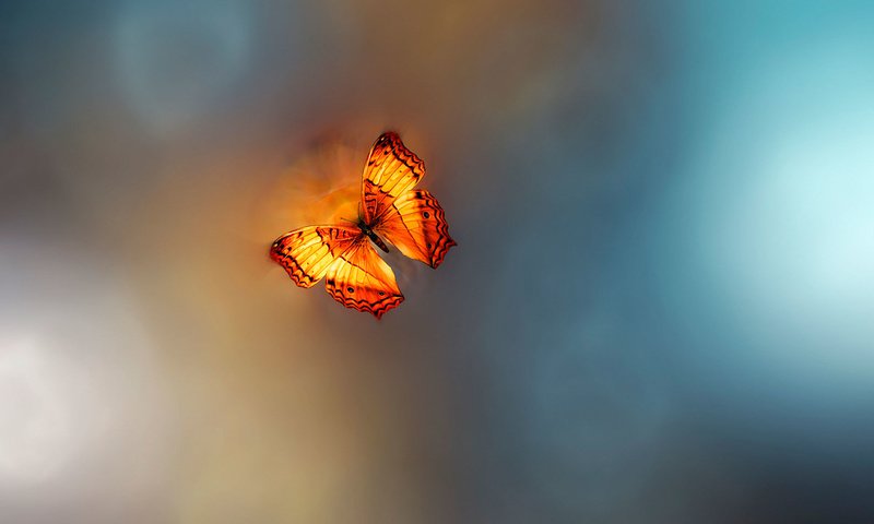 Обои бабочка, golden age, josep sumalla, butterfly разрешение 2048x1152 Загрузить