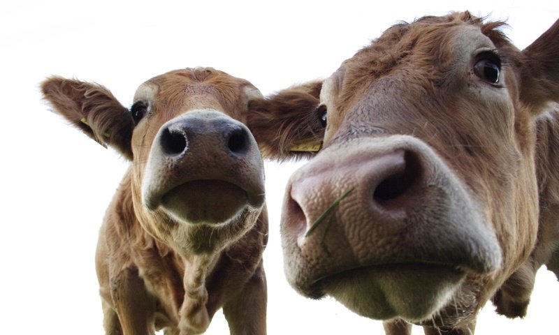 Обои животные, коровы, животно е, animals, cows разрешение 2592x1728 Загрузить