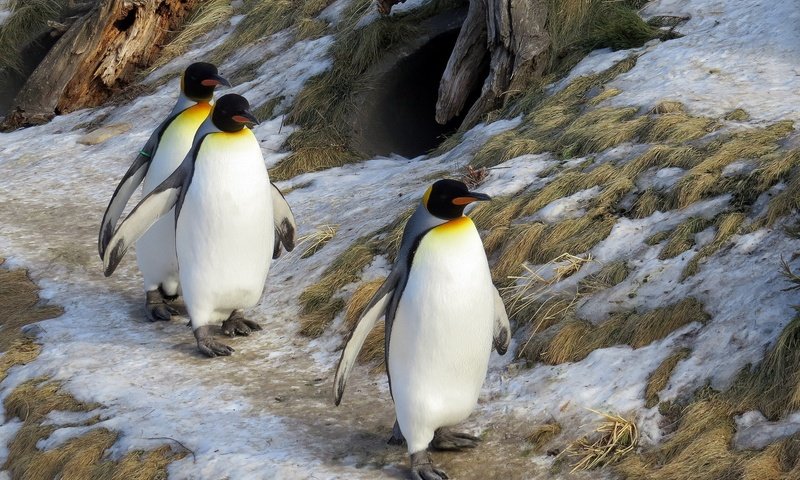 Обои животные, пингвины, животно е, animals, penguins разрешение 1920x1200 Загрузить