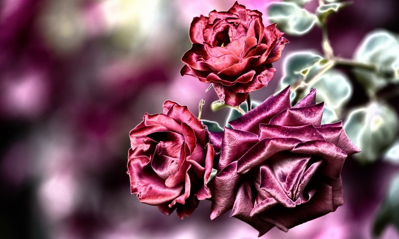 Обои цветы, фон, розы, flowers, background, roses разрешение 2560x1681 Загрузить