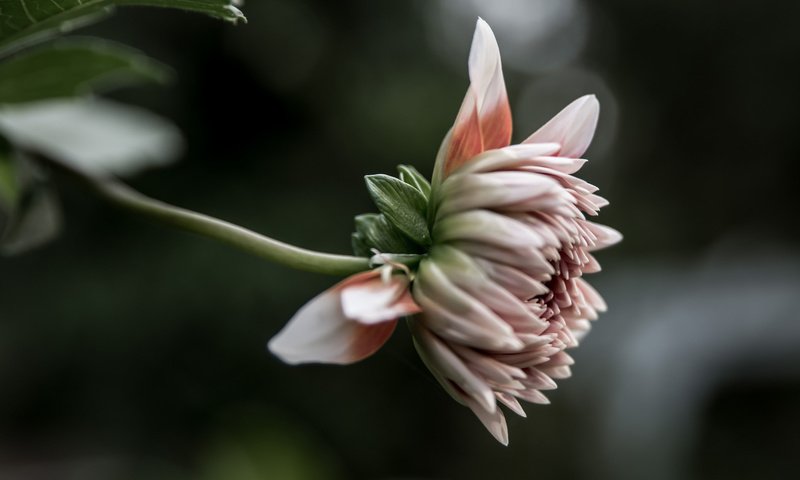 Обои цветок, лепестки, розовые, георгин, flower, petals, pink, dahlia разрешение 2048x1365 Загрузить