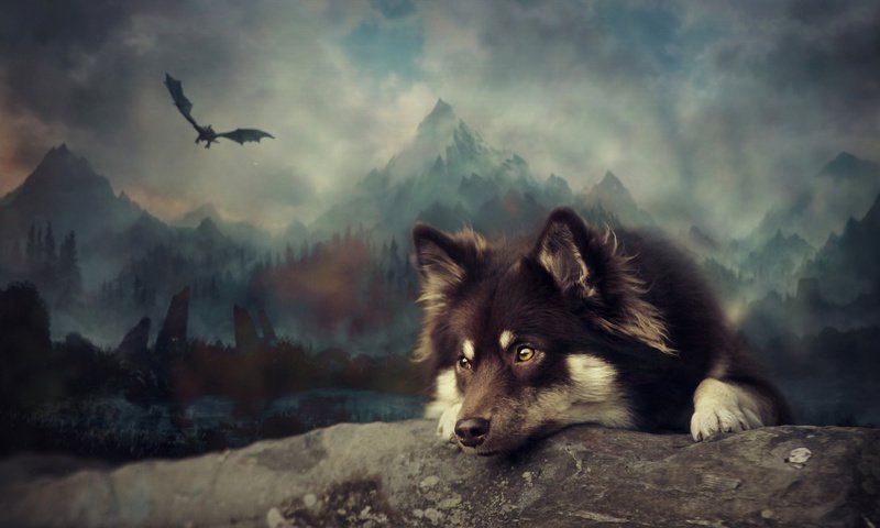 Обои арт, собака, финский лаппхунд, art, dog, finnish lapphund разрешение 3249x1959 Загрузить