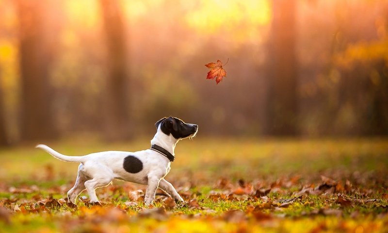 Обои осень, лист, щенок, клен, джек-рассел-терьер, autumn, sheet, puppy, maple, jack russell terrier разрешение 2048x1365 Загрузить