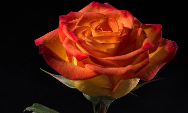 Обои макро, роза, лепестки, macro, rose, petals разрешение 3000x1838 Загрузить
