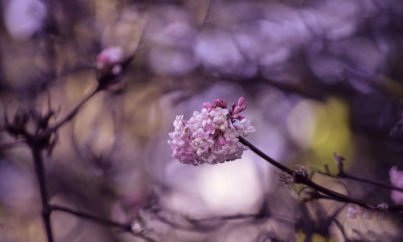 Обои цветение, макро, ветки, весна, цветки, боке, flowering, macro, branches, spring, flowers, bokeh разрешение 2048x1356 Загрузить