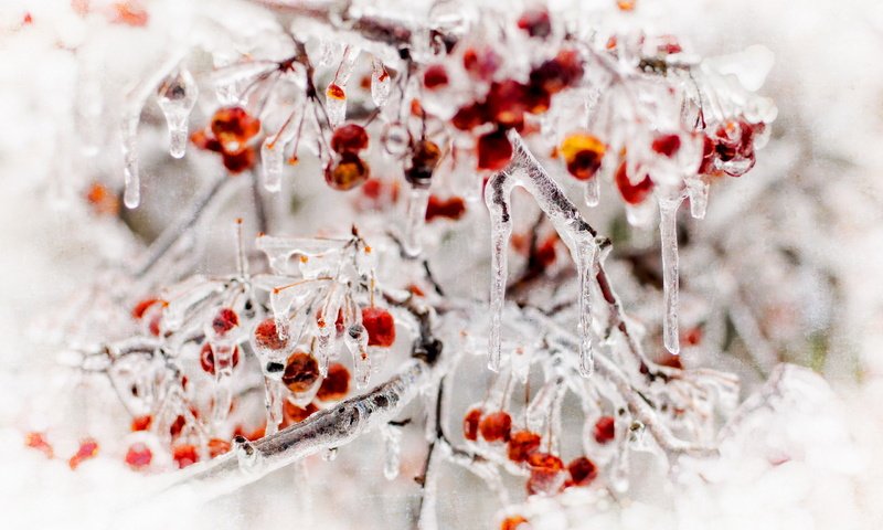 Обои природа, лёд, ягоды, nature, ice, berries разрешение 2560x1707 Загрузить