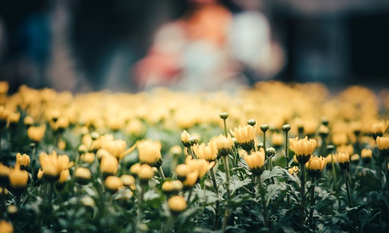 Обои цветы, лепестки, желтые, flowers, petals, yellow разрешение 6016x3742 Загрузить