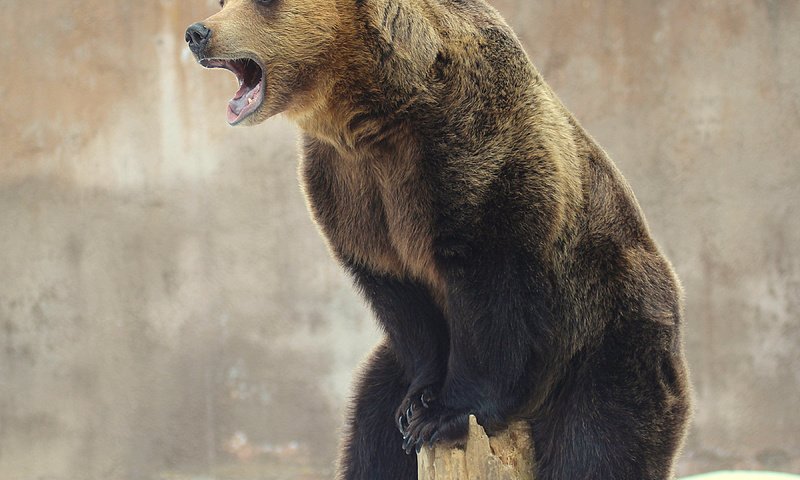 Обои медведь, зверь, бревно, высоко сижу, далеко гляжу, bear, beast, log, sitting high, look away разрешение 3600x2832 Загрузить