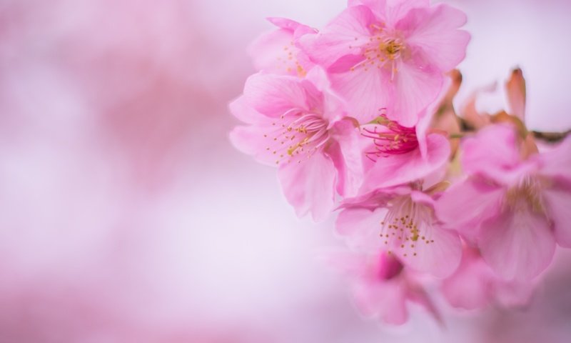 Обои розовый, вишня, сакура, pink, cherry, sakura разрешение 3000x2002 Загрузить