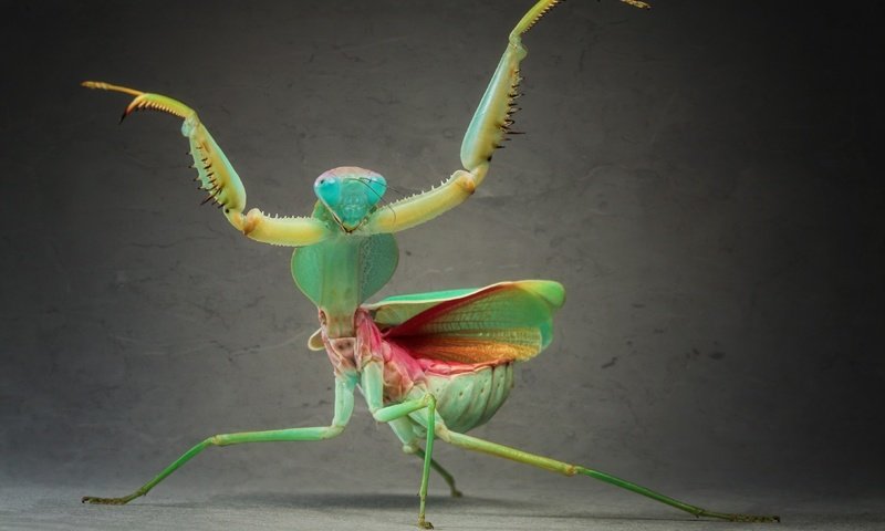 Обои зелёный, макро, насекомое, крылья, усики, богомол, лапки, green, macro, insect, wings, antennae, mantis, legs разрешение 4374x2877 Загрузить