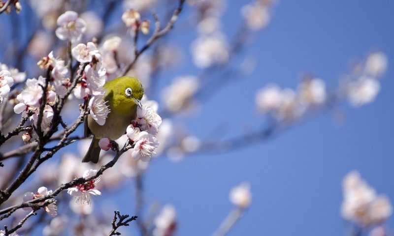 Обои дерево, птица, весна, белоглазка, tree, bird, spring, white-eyed разрешение 2048x1356 Загрузить