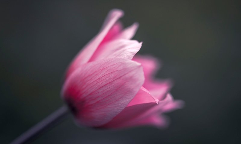 Обои макро, цветок, тюльпан, macro, flower, tulip разрешение 2048x1483 Загрузить