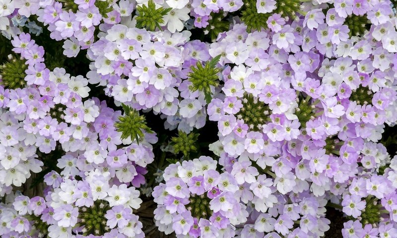 Обои цветы, макро, сиреневые, вербена, голубиная трава, flowers, macro, lilac, verbena, pigeon grass разрешение 2048x1324 Загрузить