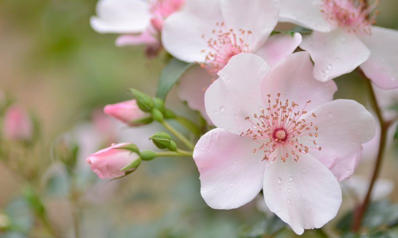 Обои цветы, бутоны, макро, капли, лепестки, шиповник, розовый, нежность, flowers, buds, macro, drops, petals, briar, pink, tenderness разрешение 2048x1356 Загрузить