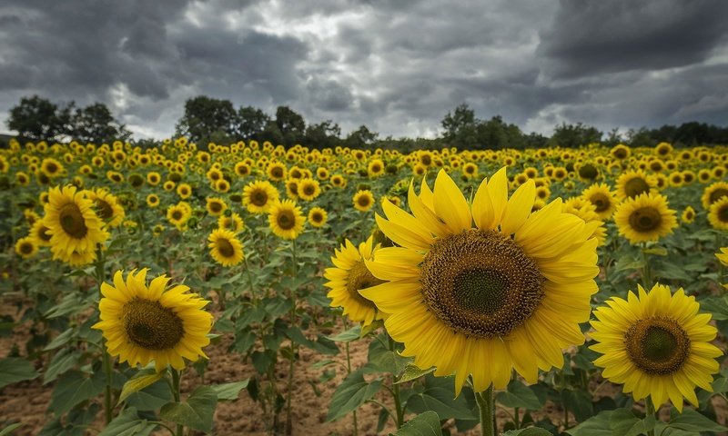 Обои цветы, тучи, поле, подсолнух, подсолнухи, flowers, clouds, field, sunflower, sunflowers разрешение 1920x1275 Загрузить