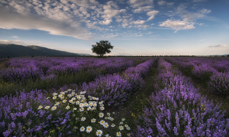 Обои цветы, природа, поле, лаванда, лето, луг, ромашки, flowers, nature, field, lavender, summer, meadow, chamomile разрешение 2048x1566 Загрузить