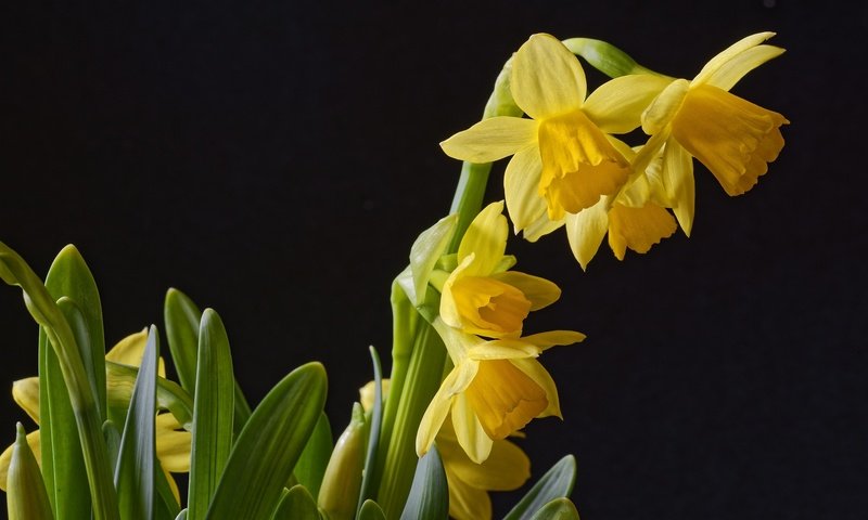 Обои фон, черный, весна, нарциссы, background, black, spring, daffodils разрешение 2048x1367 Загрузить