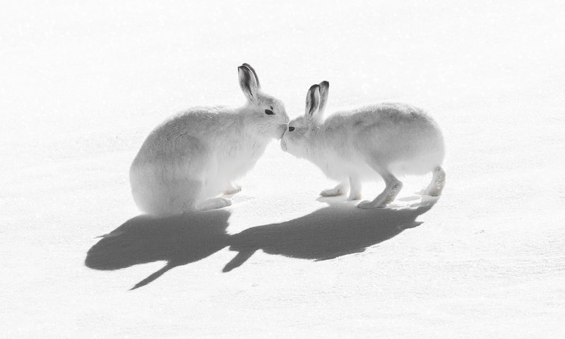 Обои снег, природа, зайцы, воздушны поцелуй, горный заяц, snow, nature, rabbits, kiss, mountain hare разрешение 2047x1321 Загрузить