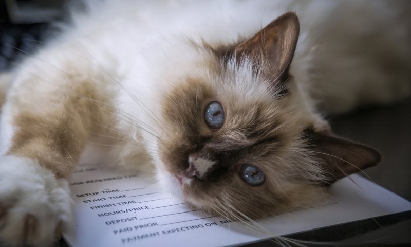 Обои мордочка, кошка, взгляд, голубые глаза, священная бирма, бирманская кошка, muzzle, cat, look, blue eyes, sacred birman, burmese разрешение 2048x1328 Загрузить