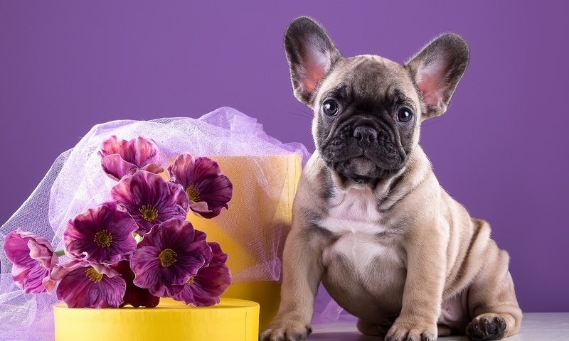Обои цветы, щенок, букет, песик, бульдог, французский бульдог, французский, flowers, puppy, bouquet, doggie, bulldog, french bulldog, french разрешение 3000x1950 Загрузить