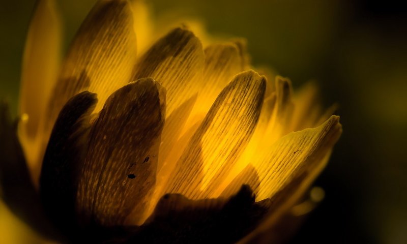 Обои свет, макро, цветок, light, macro, flower разрешение 1920x1279 Загрузить