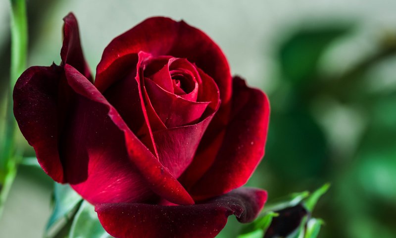 Обои цветок, роза, размытость, бордовая, flower, rose, blur, burgundy разрешение 2048x1362 Загрузить