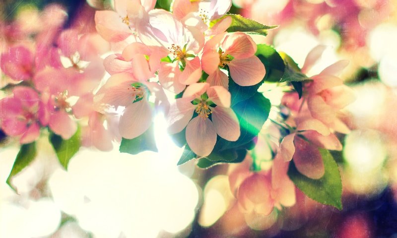 Обои природа, цветение, весна, blossoms of spring, nature, flowering, spring разрешение 4127x2645 Загрузить