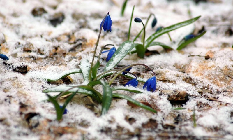 Обои цветы, снег, растения, лес, весна, март, пролески, flowers, snow, plants, forest, spring, march, scilla разрешение 3008x2000 Загрузить