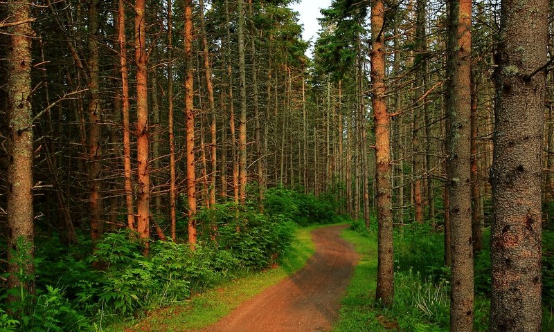 Обои деревья, лес, тропинка, деревь, на природе, trees, forest, path, nature разрешение 3840x3834 Загрузить