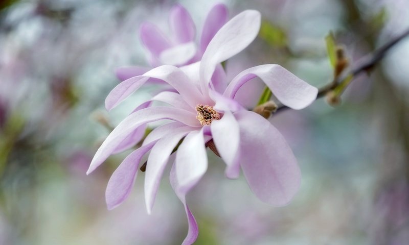 Обои цветы, лепестки, весна, розовый, нежность, боке, магнолия, flowers, petals, spring, pink, tenderness, bokeh, magnolia разрешение 2048x1365 Загрузить