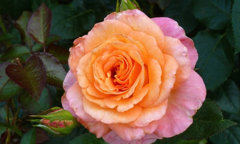 Обои макро, роза, лепестки, розовый, macro, rose, petals, pink разрешение 2048x1413 Загрузить