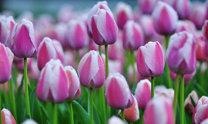 Обои бутоны, тюльпаны, много, buds, tulips, a lot разрешение 2500x1570 Загрузить