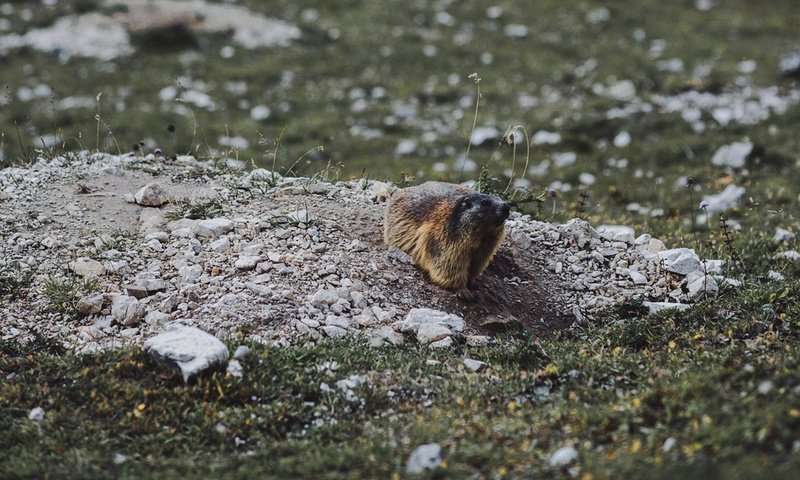 Обои животное, сурок, грызун, animal, marmot, rodent разрешение 1920x1080 Загрузить