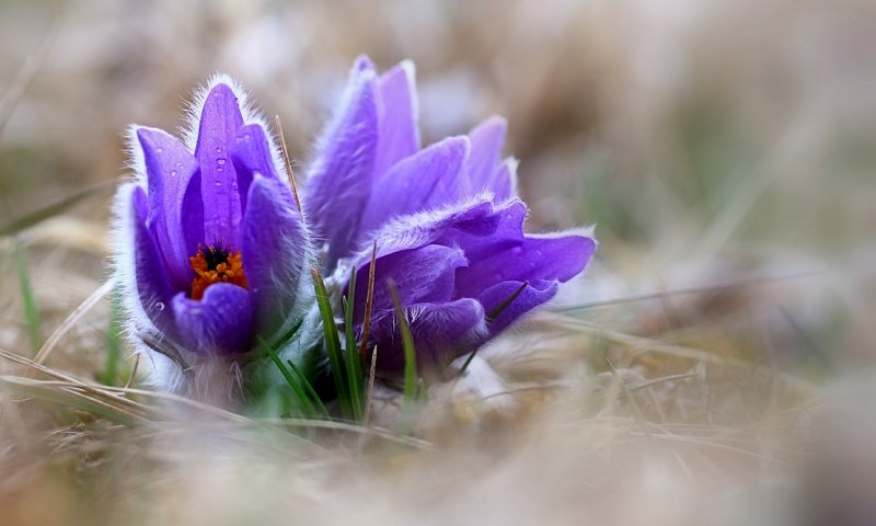 Обои цветы, природа, весна, сон-трава, прострел, pulsatilla, flowers, nature, spring, sleep-grass, cross разрешение 3691x2770 Загрузить