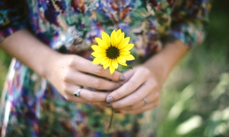 Обои цветок, лепестки, кольцо, руки, желтые, flower, petals, ring, hands, yellow разрешение 2880x1922 Загрузить