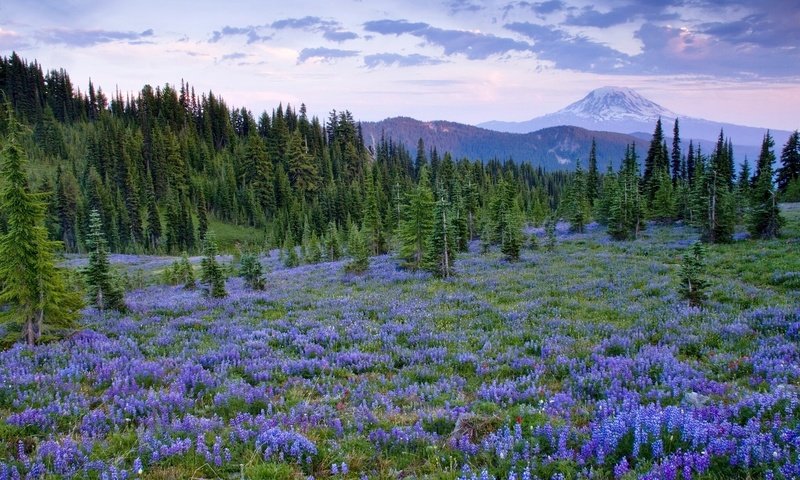 Обои цветы, деревья, природа, пейзаж, поле, flowers, trees, nature, landscape, field разрешение 2048x1365 Загрузить