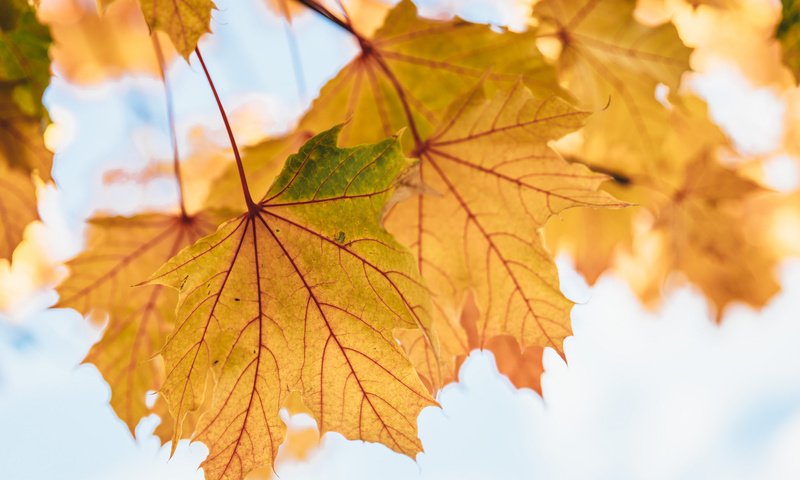 Обои листья, осень, клен, кленовый лист, желтые, осенние листья, leaves, autumn, maple, maple leaf, yellow, autumn leaves разрешение 2048x1534 Загрузить