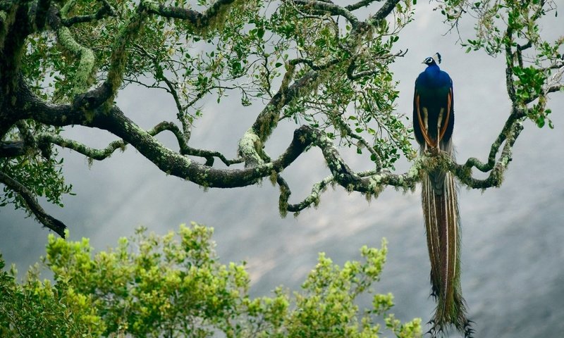 Обои птица, павлин, джунгли, изморось, красочная,     дерево, bird, peacock, jungle, mist, colorful, tree разрешение 2560x1600 Загрузить