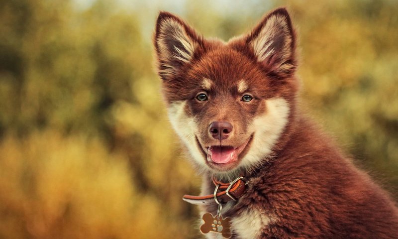 Обои взгляд, собака, боке, финский лаппхунд, look, dog, bokeh, finnish lapphund разрешение 2048x1366 Загрузить