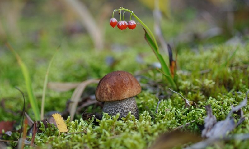 Обои гриб, мох, боровик, крепыш, mushroom, moss, borovik, burly разрешение 2232x1484 Загрузить