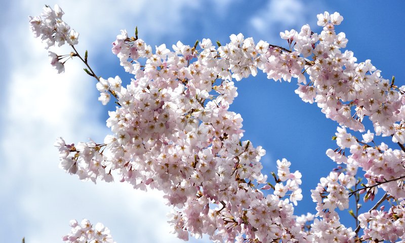 Обои небо, облака, цветение, ветки, весна, вишня, сакура, the sky, clouds, flowering, branches, spring, cherry, sakura разрешение 2400x1600 Загрузить