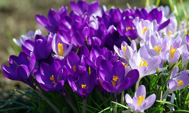 Обои фиолетовый, весна, крокусы, purple, spring, crocuses разрешение 2232x1484 Загрузить