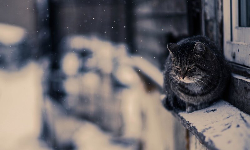 Обои снег, зима, кот, кошка, улица, snow, winter, cat, street разрешение 2560x1513 Загрузить