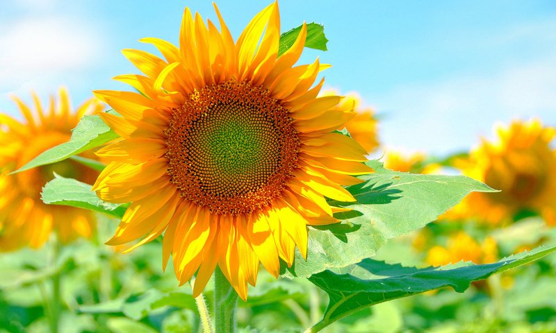 Обои солнце, желтый, лепестки, подсолнух, яркий, the sun, yellow, petals, sunflower, bright разрешение 2048x1360 Загрузить