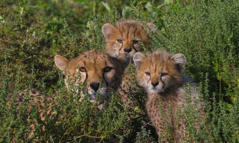 Обои дети, семья, мама, гепарды, children, family, mom, cheetahs разрешение 1920x1174 Загрузить