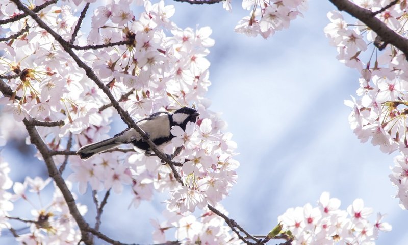 Обои дерево, птица, весна, вишня, сакура, синица, tree, bird, spring, cherry, sakura, tit разрешение 2048x1357 Загрузить